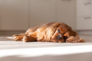 How to Remove Pets Stains and Odors from Natural Stone